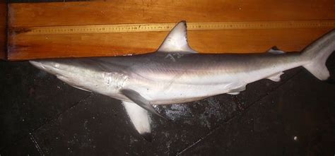 Spinner shark | Carcharhinus brevipinna | Shark Database