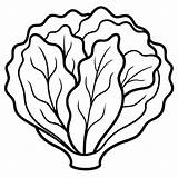 Lettuce Vegetable Outline coloring Book Page Line Art drawing  Premium sketch template