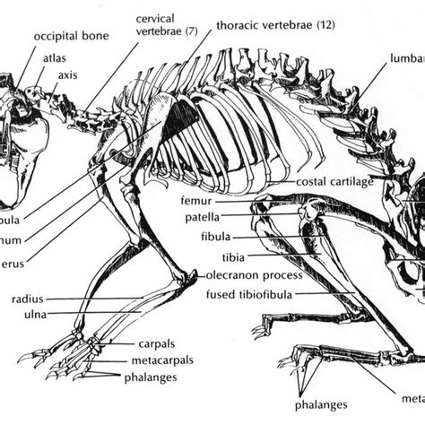 3-6: Osteon, which appears to have two cement lines (Wang, 1995). | Download Scientific Diagram