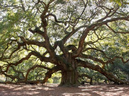 Southeastern Shade Trees – Choosing Southern Shade Trees To Keep Cool ...