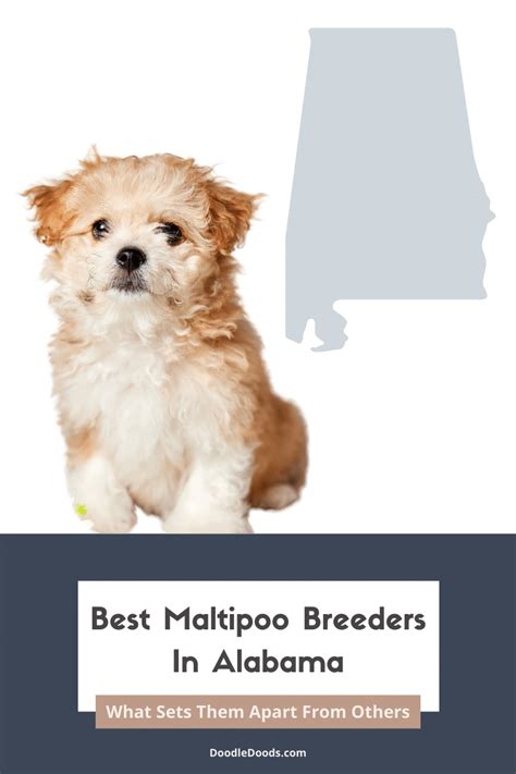 Maltipoo Puppies For Sale In Alabama From Top Ethical Breeders