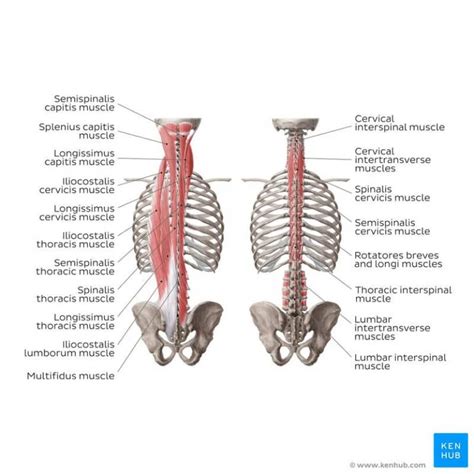 Absolutely Everything You Need to Know About the Erector Spinae Muscles ...