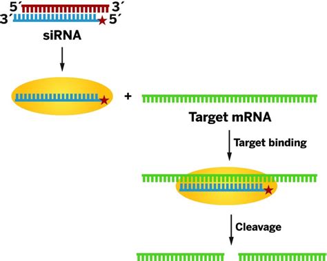 Gene-Silencing-Design