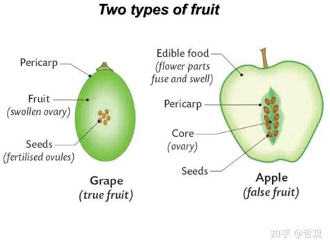 【植物学笔记】种子与果实 - 知乎