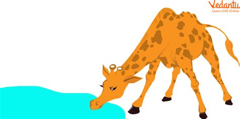 Facts About Giraffes for Kids- Habitat and Interesting Facts About Giraffes