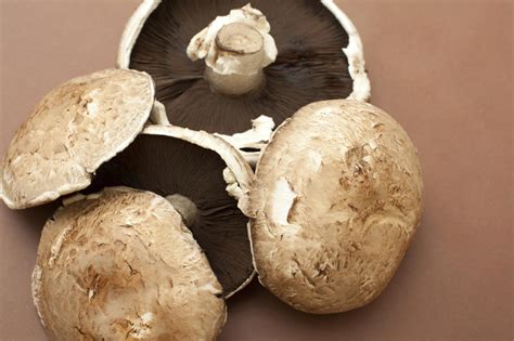 Free Stock Photo 17244 Large fresh raw portobello mushrooms | freeimageslive