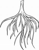 Simple Tree Roots Coloring Pages sketch template