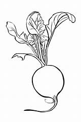 Online coloring Pages Coloring Page Beets Vegetables Download Print  sketch template