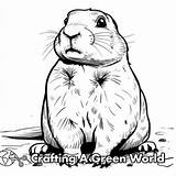Prairie Dog Coloring Pages  Free & Printable sketch template