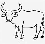 Buffalo Coloring Page With Water Ultra Pages  Ox Drawing 1000x1000 sketch template