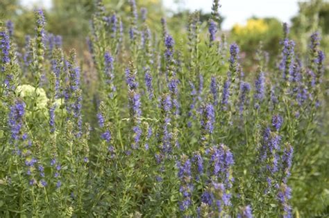 Hyssop: Plant Information and Grow Guide - BBC Gardeners World Magazine