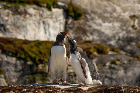 Antarctic Photo Library - Photo Details - Gentoo_Penguins_Feeding_Cierva_Cove.jpg