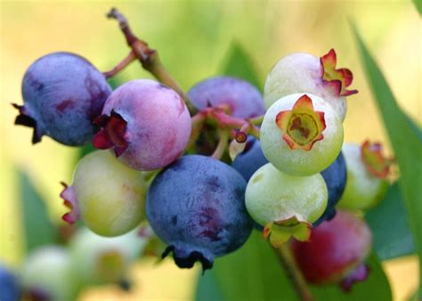 Blueberries at early development from Google | Frugter, Blåbær, Planter