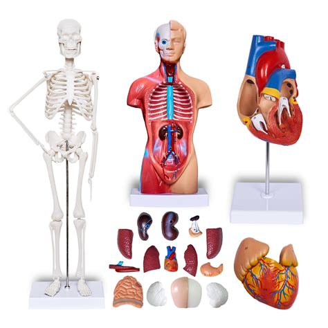 Buy breesky Human Heart Torso and Skeleton Model 3D Model Study Tools for Anatomy and Physiology ...