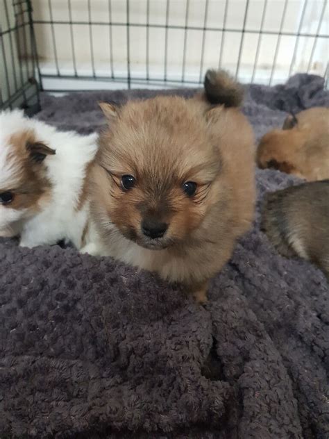 Pomchi puppies | in Bishop Auckland, County Durham | Gumtree