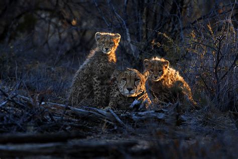 Namibia wildlife Photography Tour, 17-24 March 2018 | Daniel Kordan