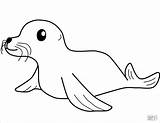 Seal Coloring Pages  ColoringBay sketch template