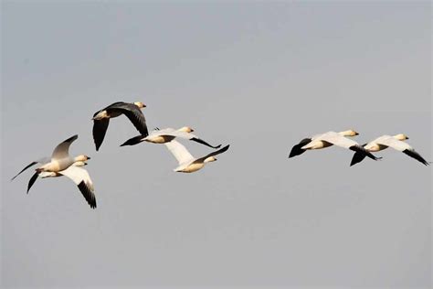 Sandhill cranes, snow geese and other birds arrive at Market and Mud Lake - East Idaho News