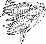 Corn Cobs coloring Page  ColouringPages sketch template