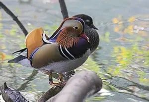 Mandarin Duck | The Animal Facts