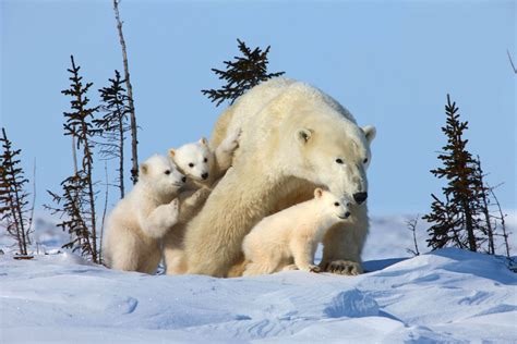 Animales Increibles: Oso Polar