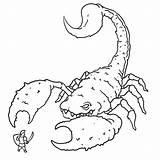 Scorpion Coloring Pages Printable sketch template