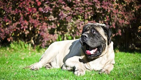 10 Mighty Mastiff Mixes that Combine Power and Personality