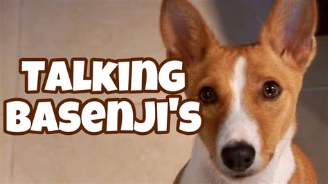 Talking Basenjis - YouTube