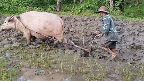 Bộ Sưu Tập Hình Ảnh Con Trâu Đi Cày Siêu Đẹp với Hơn 999+ Hình Ảnh Chất ...