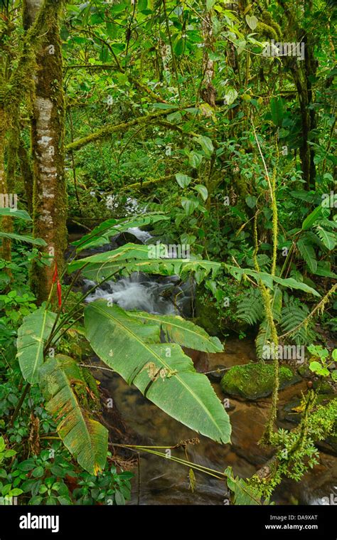 Central America, Panama, La Amistad, cloud forest, National Park ...