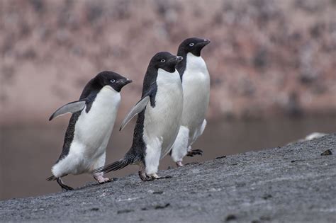 three penguins standing on the edge of a cliff