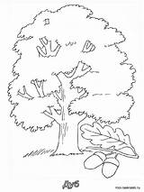 Oak coloring pages sketch template