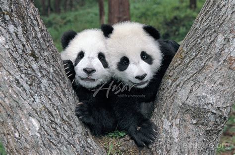 Explore.org | Panda bear, Panda, Panda love