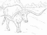 Bull 2 Coloring Page  Free Printable Pages For Kids sketch template