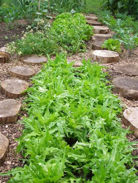 3000 OAK LEAF LETTUCE Lactuca Sativa Vegetable Seeds | Etsy