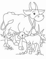 Ox Coloring Page  Coloring Home sketch template
