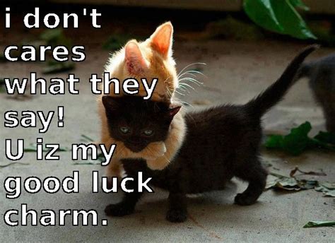 black cat good luck meme - Shirly Maginnis