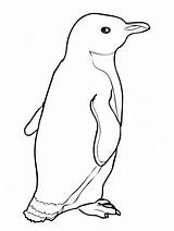 Free Printable Coloring Pages For Kids Penguin sketch template