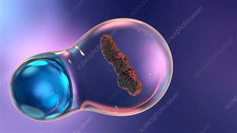 Phagocytosis, animation - Stock Video Clip - K009/2638 - Science Photo Library