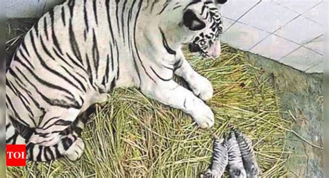 Delhi zoo gets 3 white tiger cubs | Delhi News - Times of India