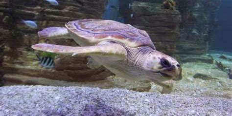 Business photos | Sea life melbourne aquarium, Saltwater crocodile, Photo