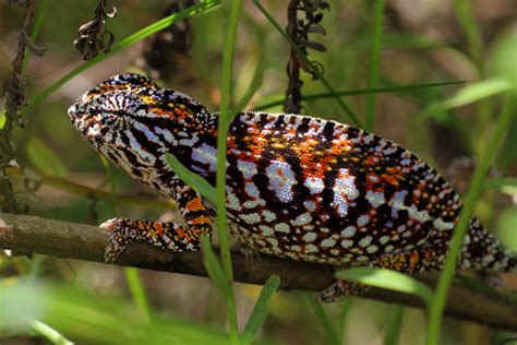 Endemic Reptiles of Madagascar · iNaturalist