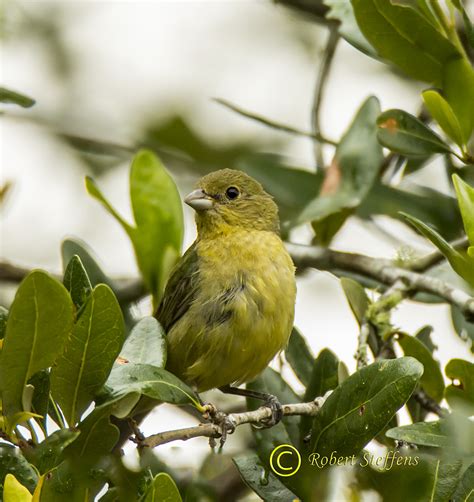 Painted Bunting, Female | BirdForum