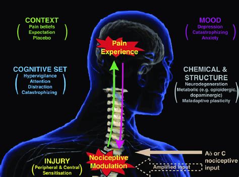 Schematic Illustrating the Main Factors that Influence Nociceptive... | Download Scientific Diagram