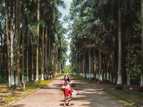 The Great Banyan Tree & 8 Important Tips For Visiting Kolkata Botanical ...