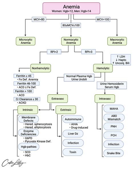 Anemia and the CBC — PathElective