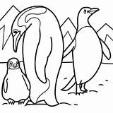 penguin Family Colouring Pages  Penguin coloring sketch template