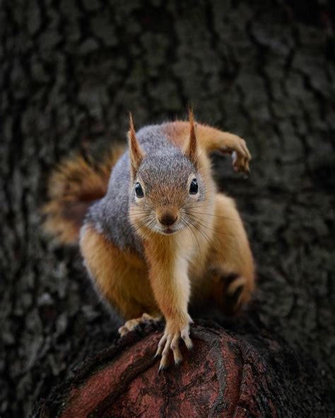 🔥 Squirrel Landing : r/NatureIsFuckingLit