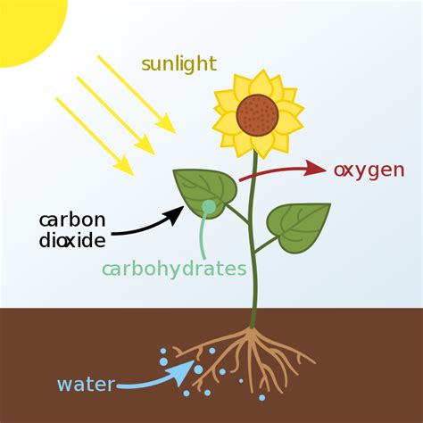 Kingdom Plantae: Characteristics And Examples - Science Trends