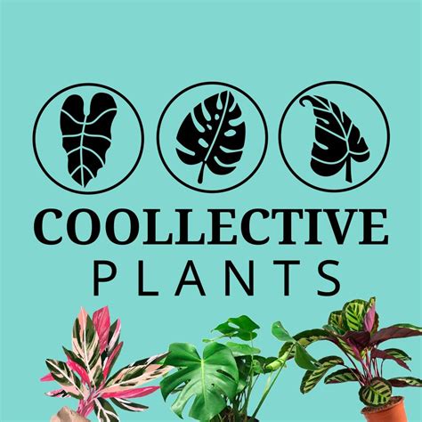Coollective Plants